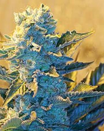 Indica