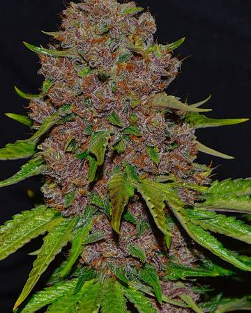 Sativa