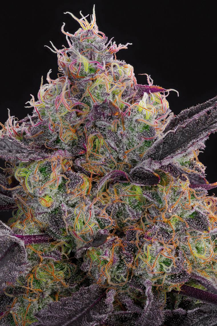 Blueberry Zkunk, Grounded Genetics
