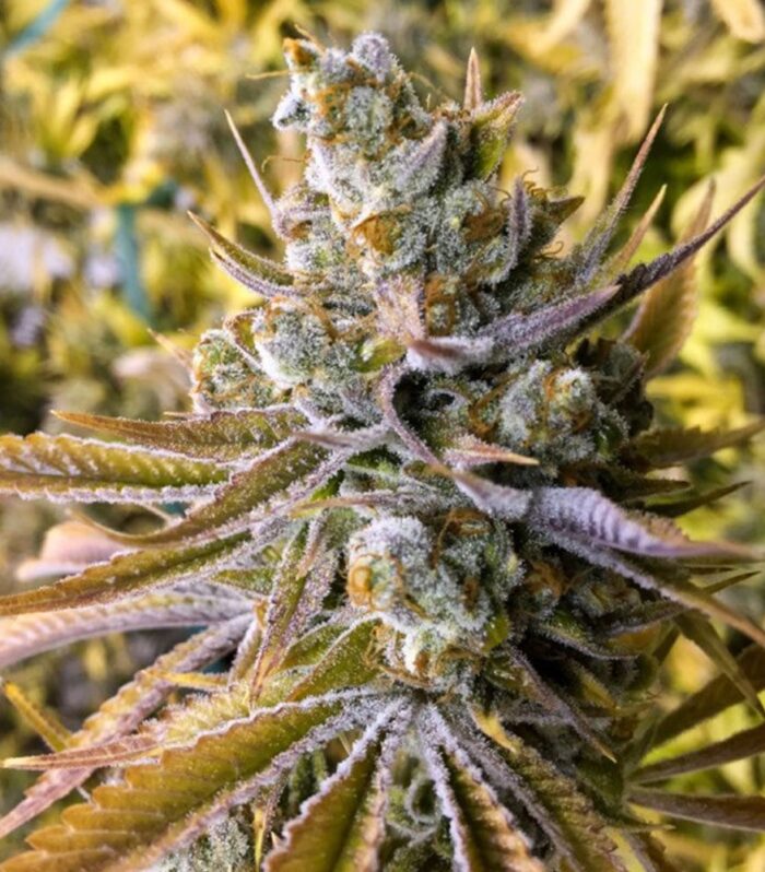 Tangie Ghost Train - Little Chief Collabs ( DNA Genetics x Rare Dankness )