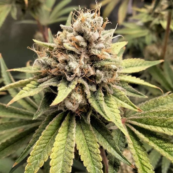 Crumbled Melon - KARMA GENETICS