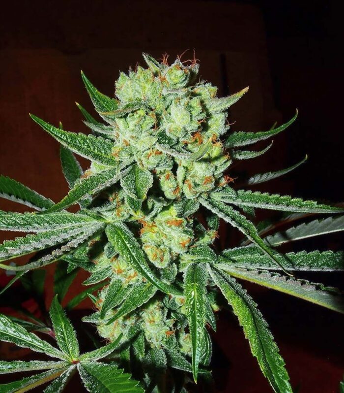 Sour Silverback - KARMA GENETICS