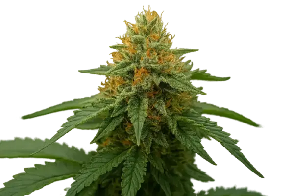 24 K Gold (Kosher Tangie) - DNA Genetics