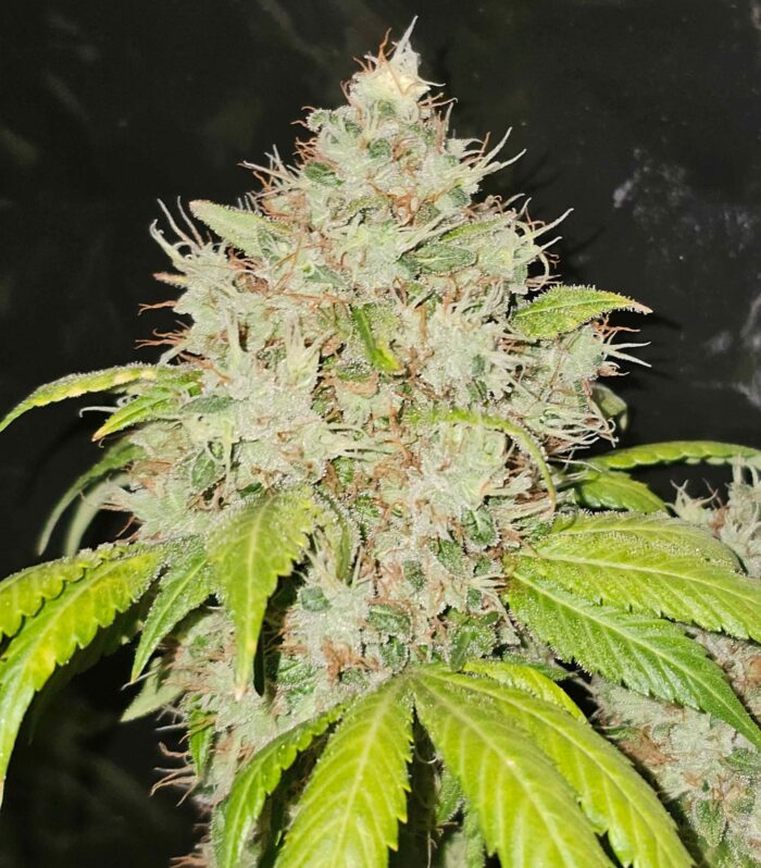 95 Banger - KARMA GENETICS