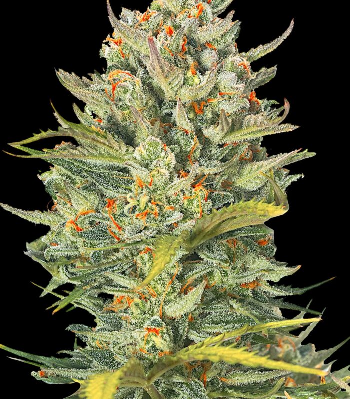 Auto Mimosa - G13 Labs