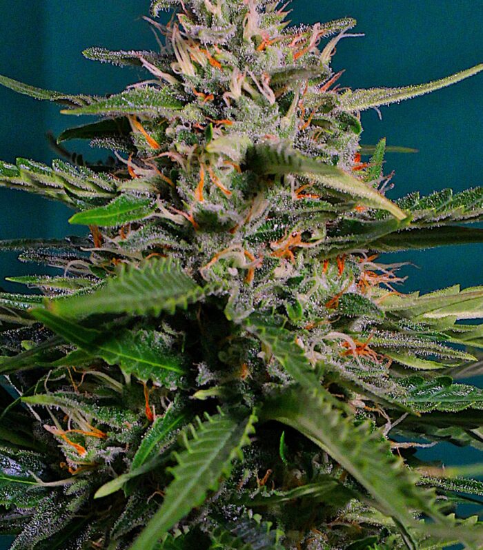 Auto Pineapple Express - G13 Labs
