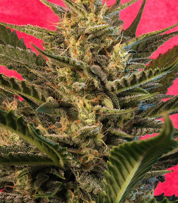Auto Sunset Vibes - G13 Labs