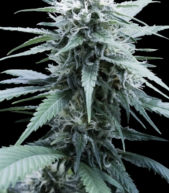 Amnesia Haze - G13 Labs