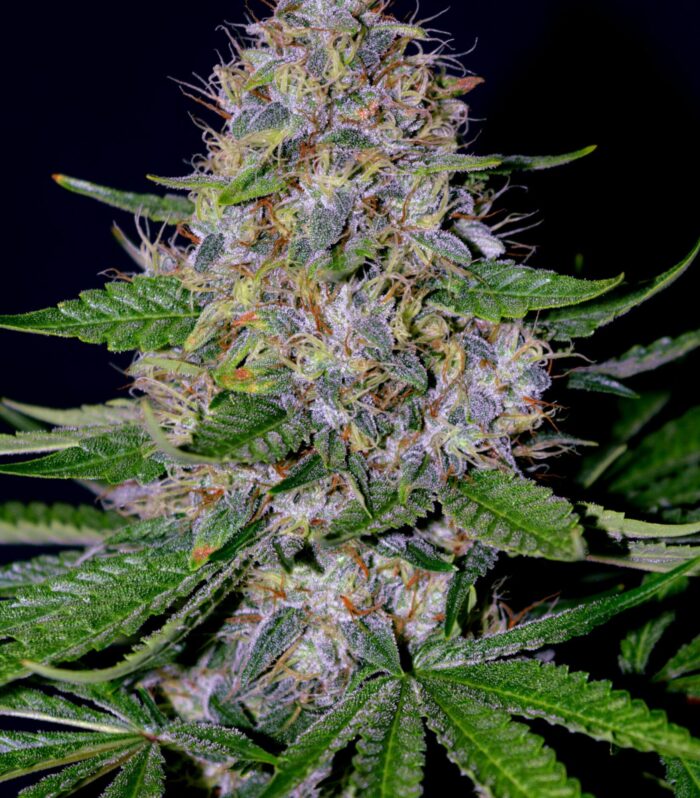 Apple Crumble - G13 Labs