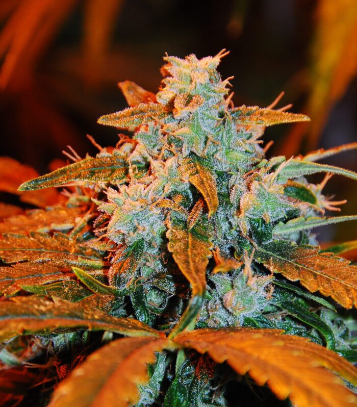Auto Berry - G13 Labs
