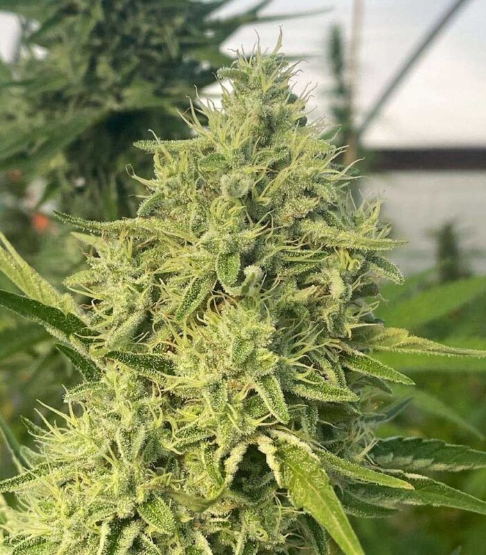 Black Beard Feminizada - Karma Genetics