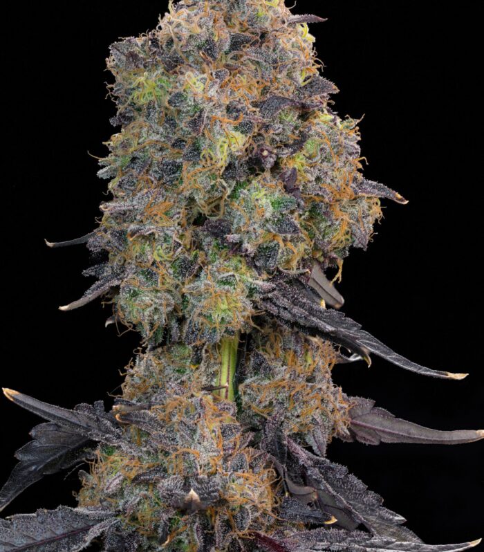 Blueberry Zkunk - Grounded Genetics