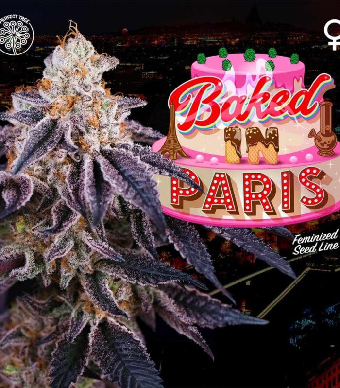 Baked in Paris Feminizada - Perfect Tree