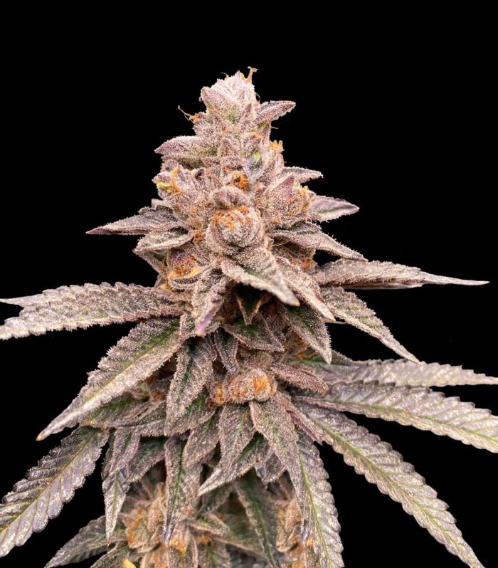 Banana Latte - G13 Labs