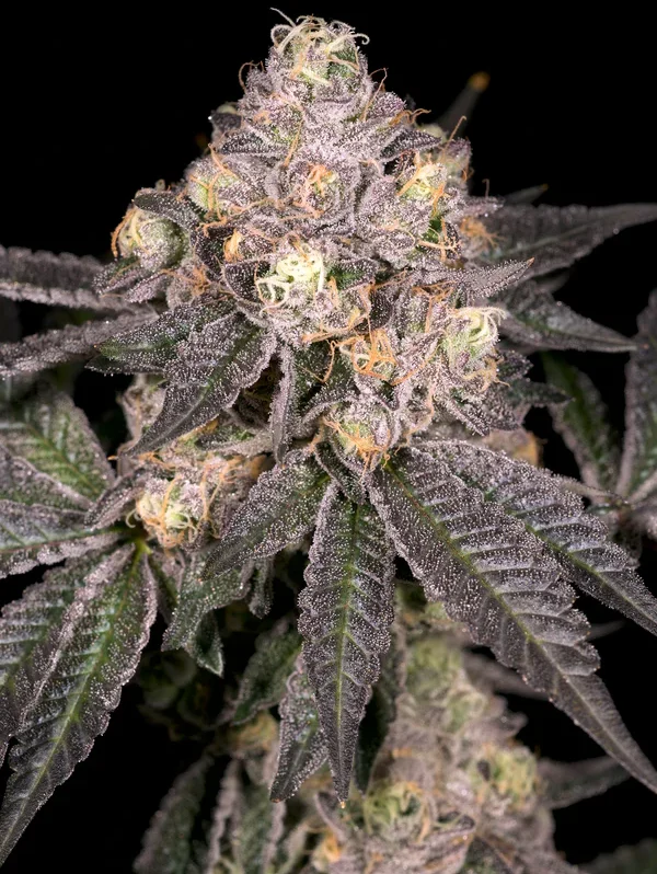 Black Belts - Archive Seed Bank