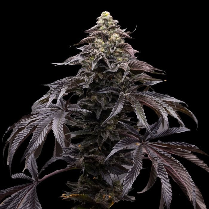 Blueberry Fizz - Ziplock Seeds