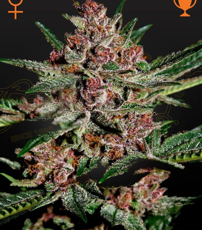 Bubba Kush - Green House Seed Co