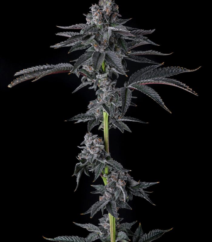 Bullz Eye Feminizada - Compound Genetics