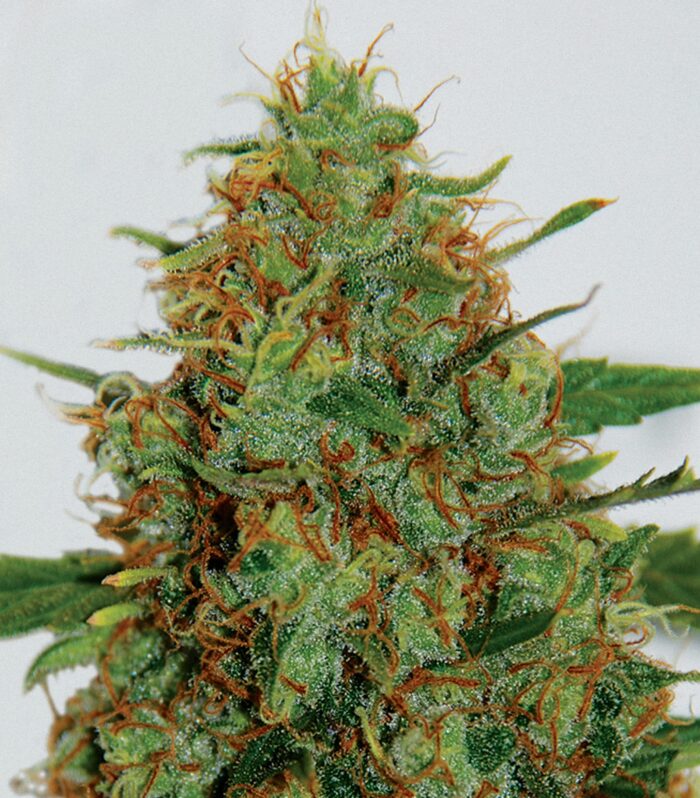Cindy 99 - G13 Labs