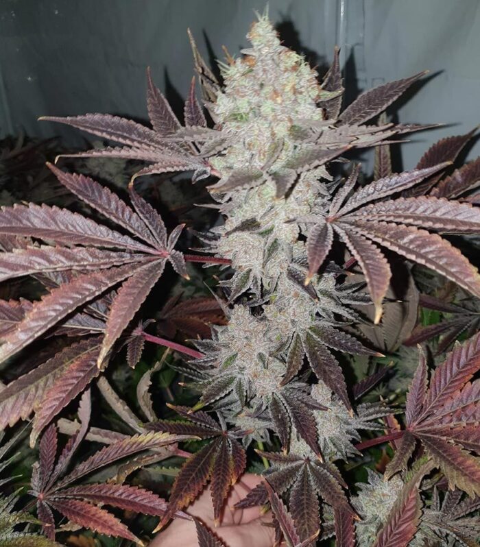 Chuntz Feminizada - Original Big Buddha Family Farms