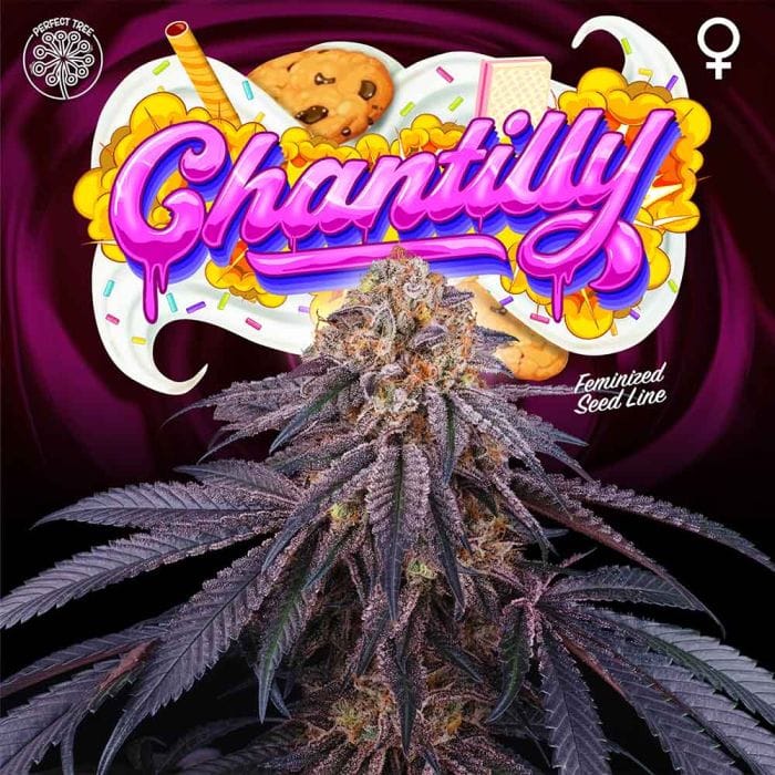 Chantilly Feminizada - Perfect Tree