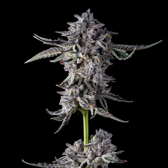 Candy Bezels Feminizada - Compound Genetics