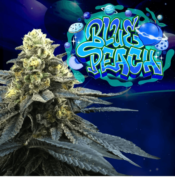 Blue Peach - Perfect Tree