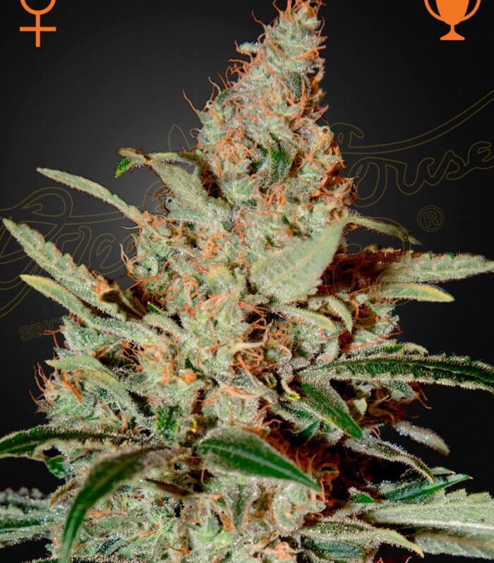 Chemdog - Green House Seed Co