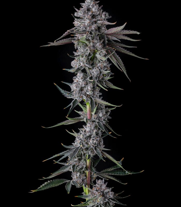 Chrome Dome Feminizada - Compound Genetics