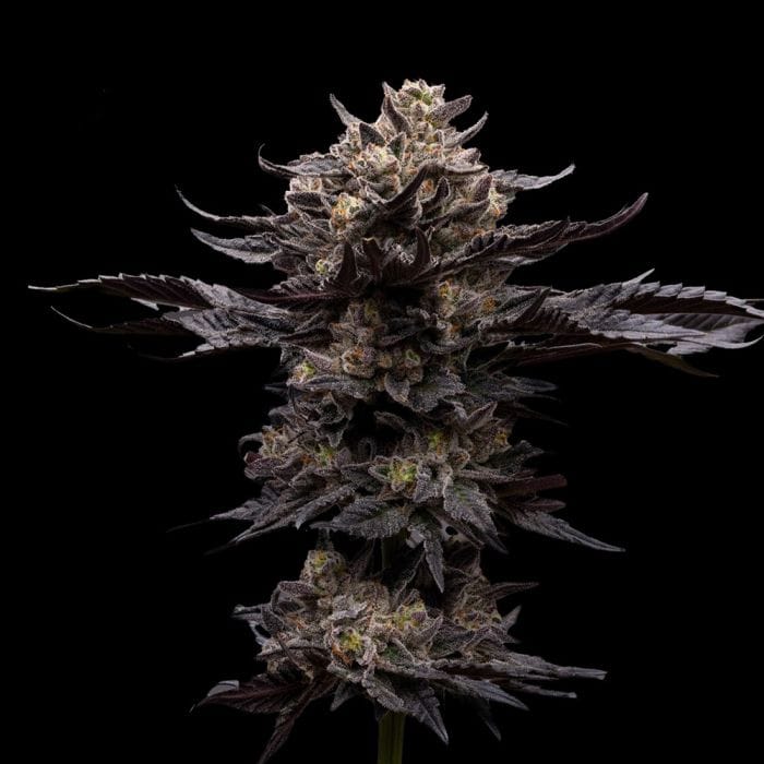 Chupacabra - Ziplock Seeds