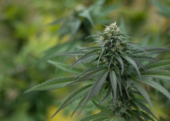 Pineapple Kush - East Fork Cultivars