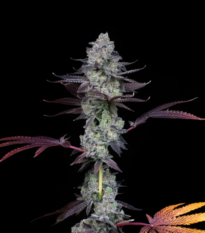 Wildcard - Compound Genetics