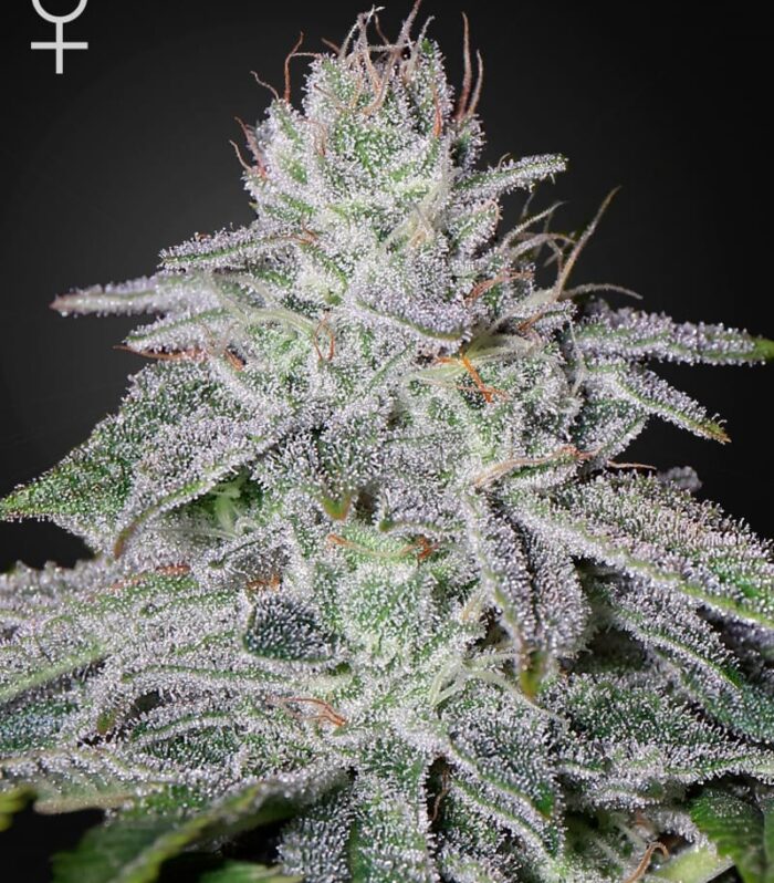 Franco's Lemon Cheese - Green House Seed Co