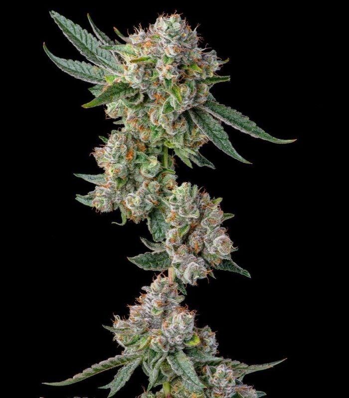 Glue 31 Feminizada - Compound Genetics