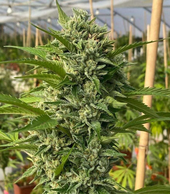 Goji Biker Feminizada - Karma Genetics