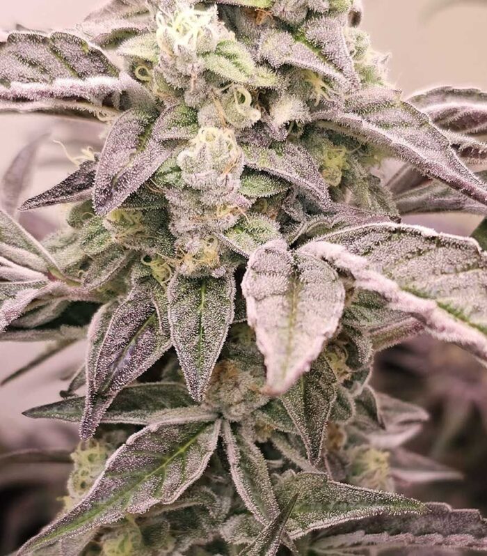 Guava Runtz Feminizada - Karma Genetics