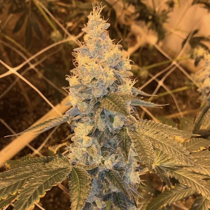 Garlic Grapes Regular - Fidel's Seed Co
