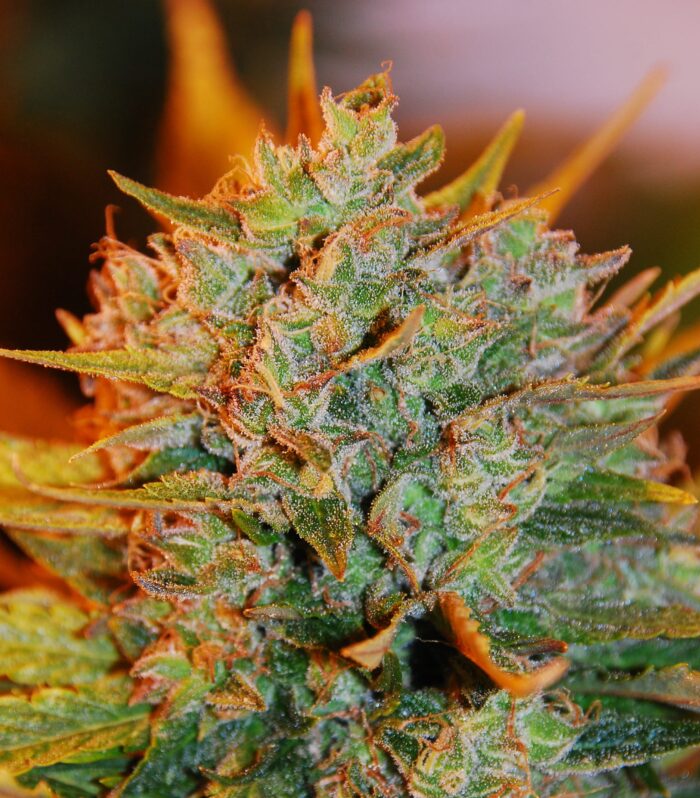 Gigabud - G13 Labs