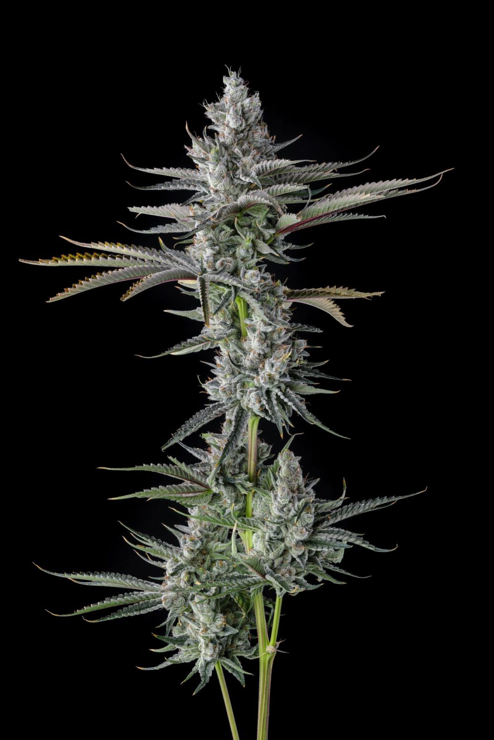 Sementes feminizadas Guwop Green – Compound Genetics