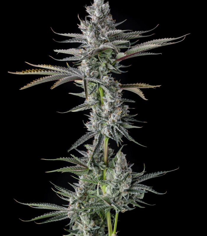 Guwop Green Feminizada - Compound Genetics