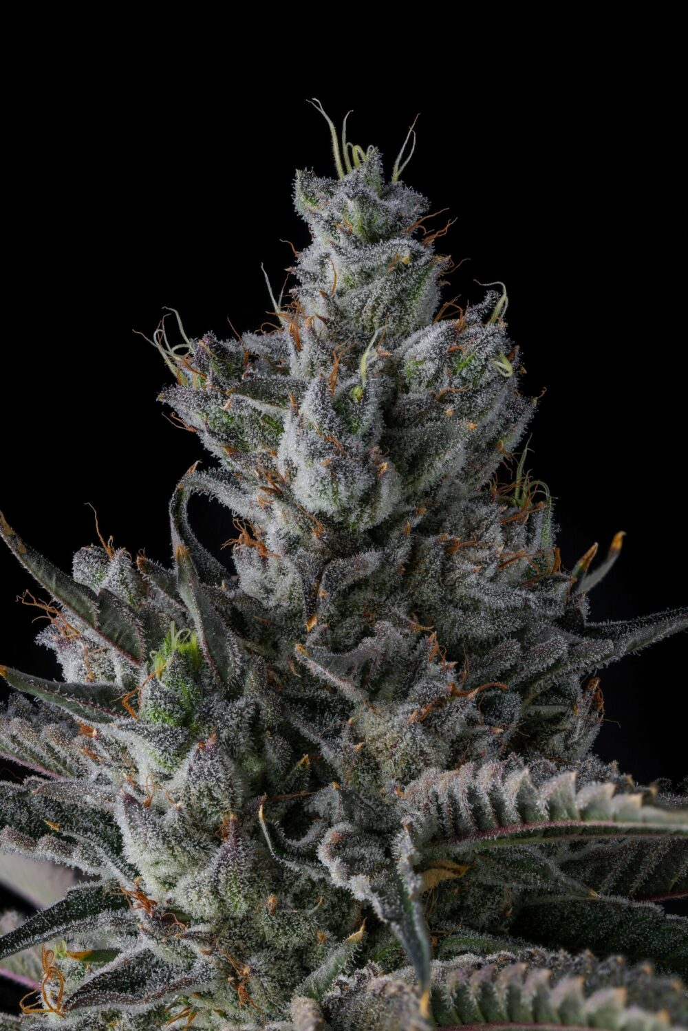 Genética de cannabis Guwop Green – Compound Genetics – foto 2