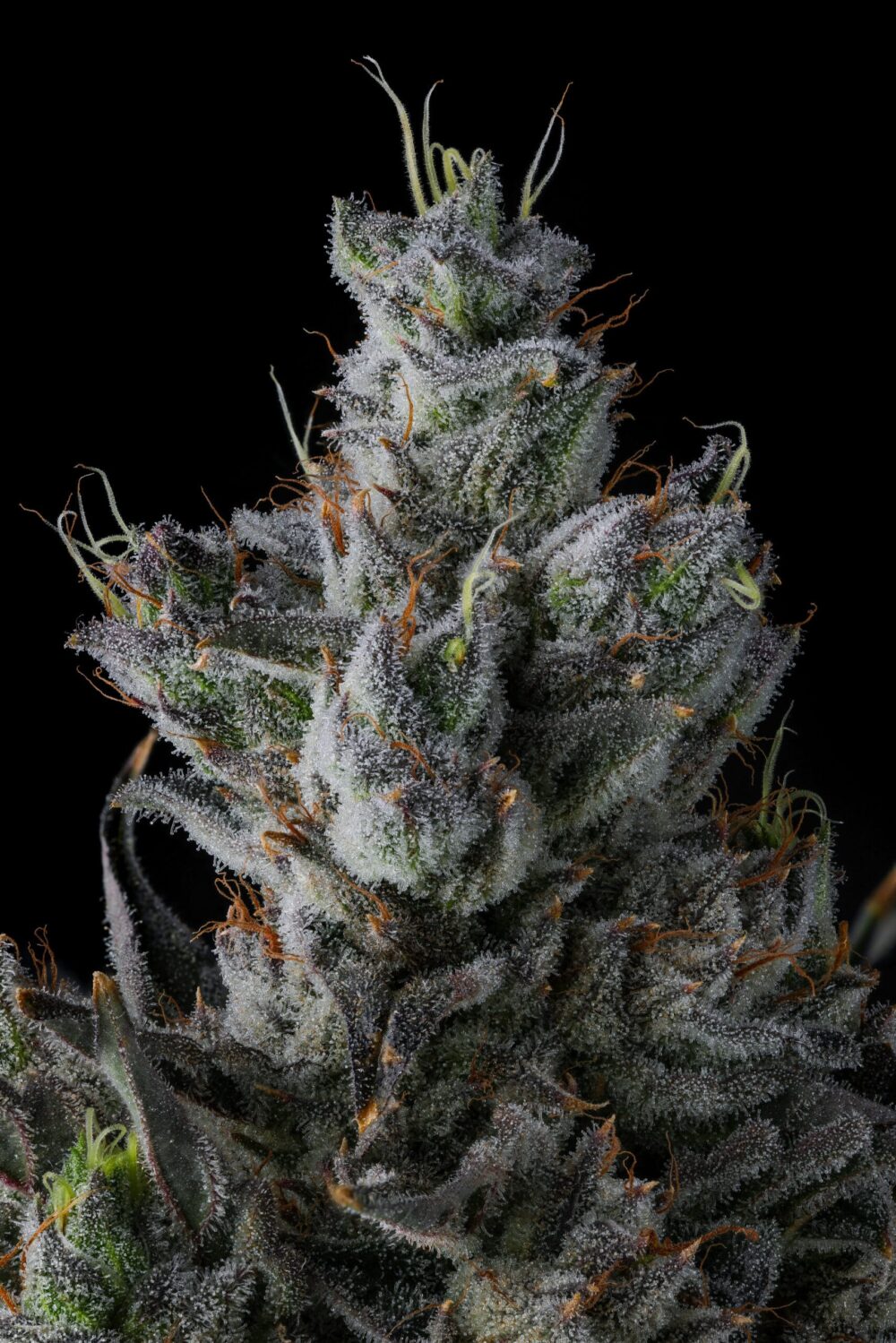 Genética de cannabis Guwop Green – Compound Genetics – foto 3
