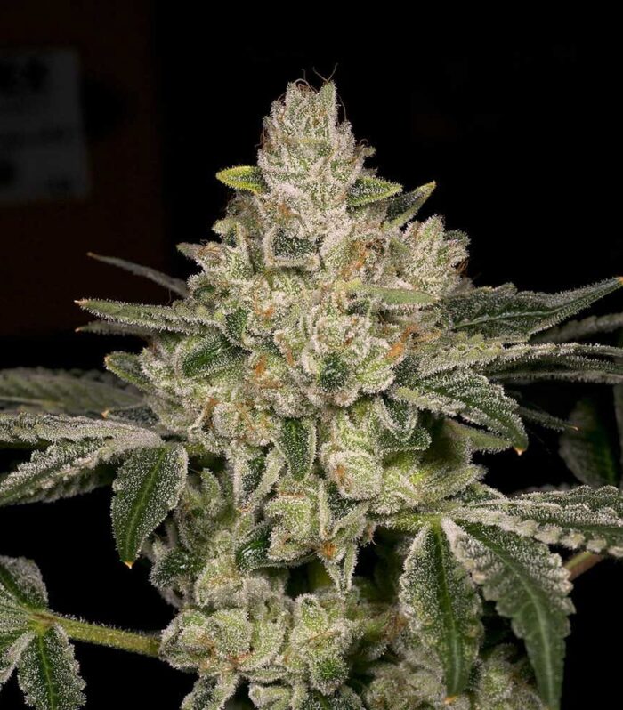 Hash Blast