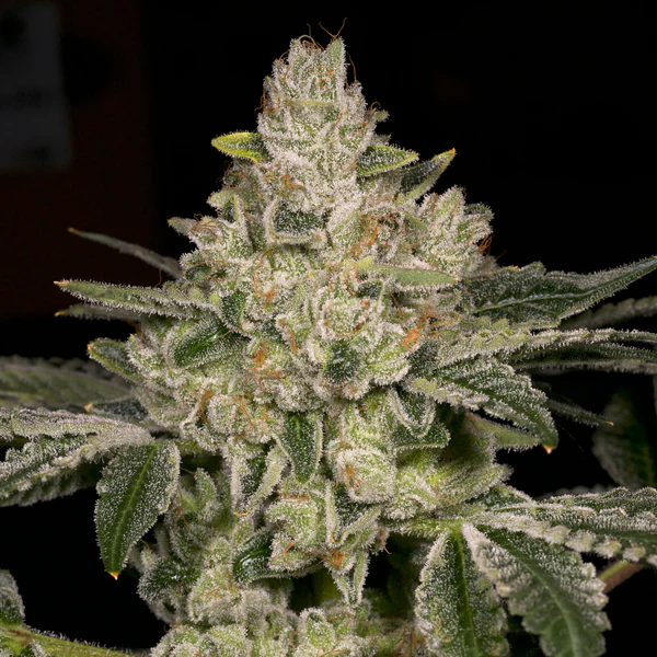 Hast Blast - Archive Seed Bank