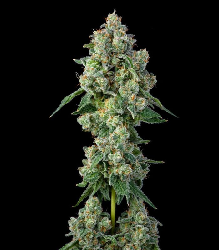 Inside Joke Feminizada - Compound Genetics
