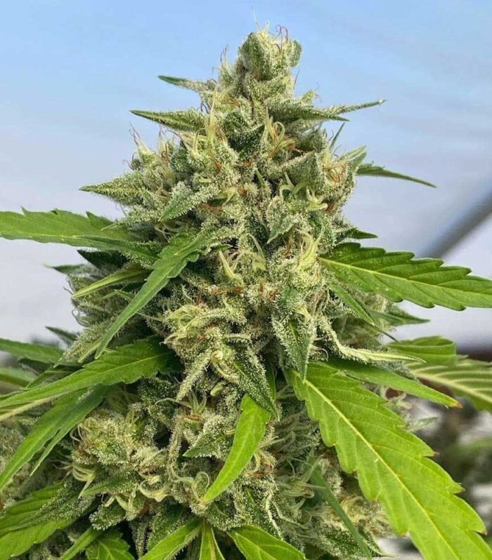 Judge Dread Feminizada - Karma Genetics