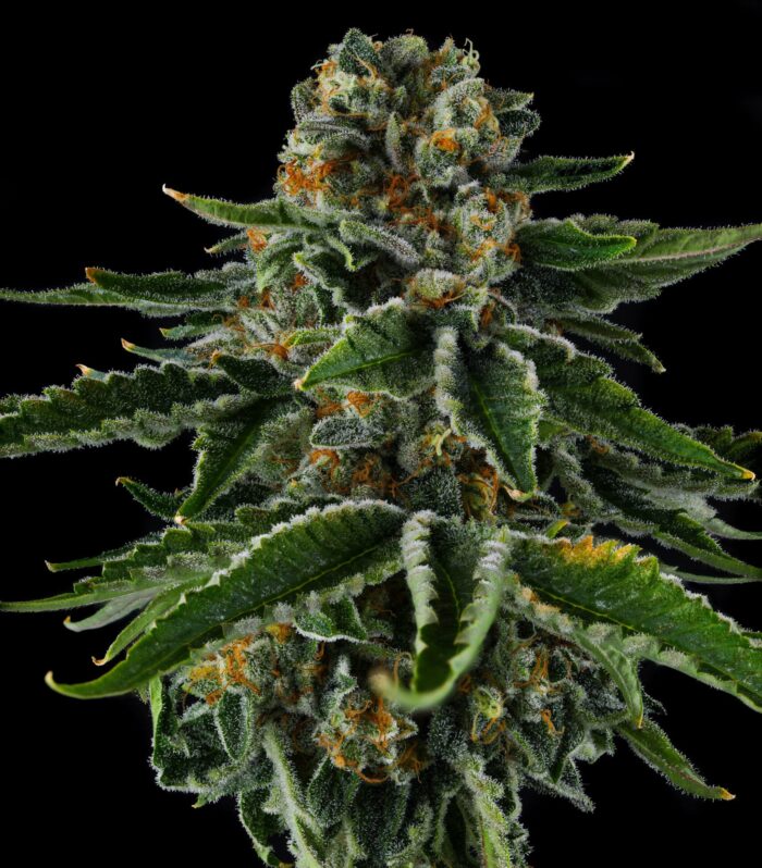 Mr. Jones Feminizada - Compound Genetics
