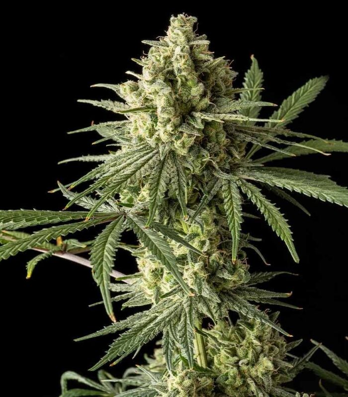 Original Blue Cheese Feminizada - Original Big Buddha Family Farms