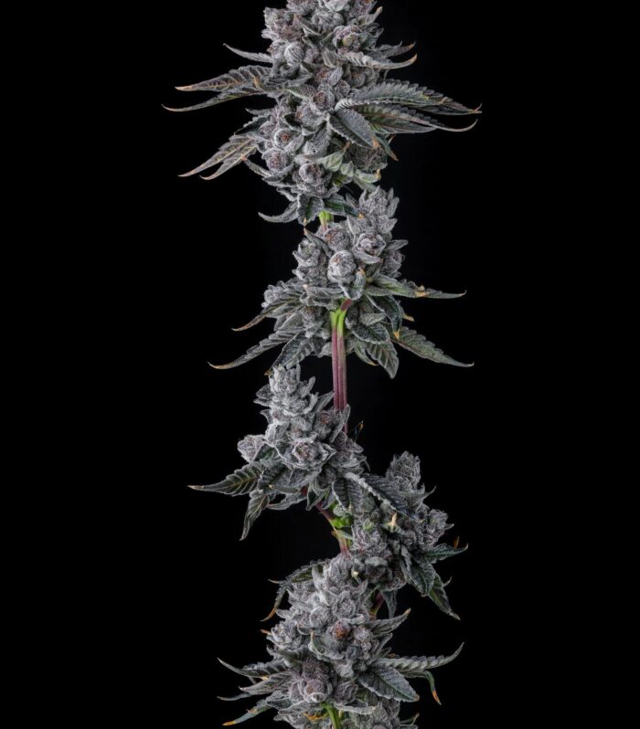 Old Money Feminizada - Compound Genetics
