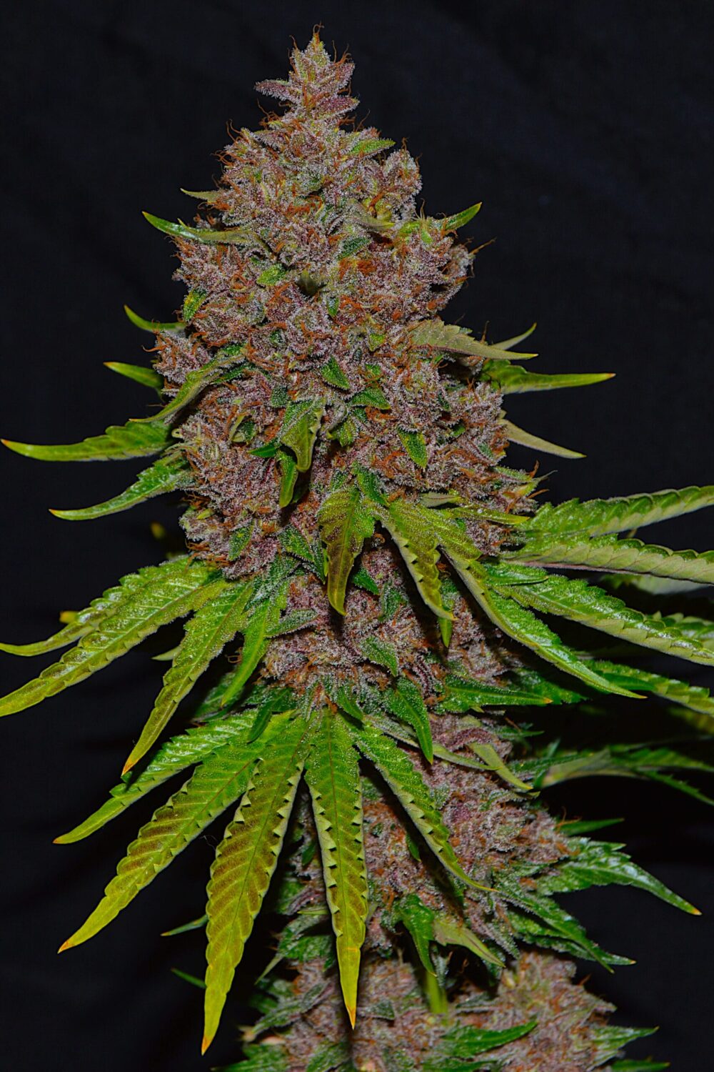 Sementes feminizadas Purple Haze – G13 Labs